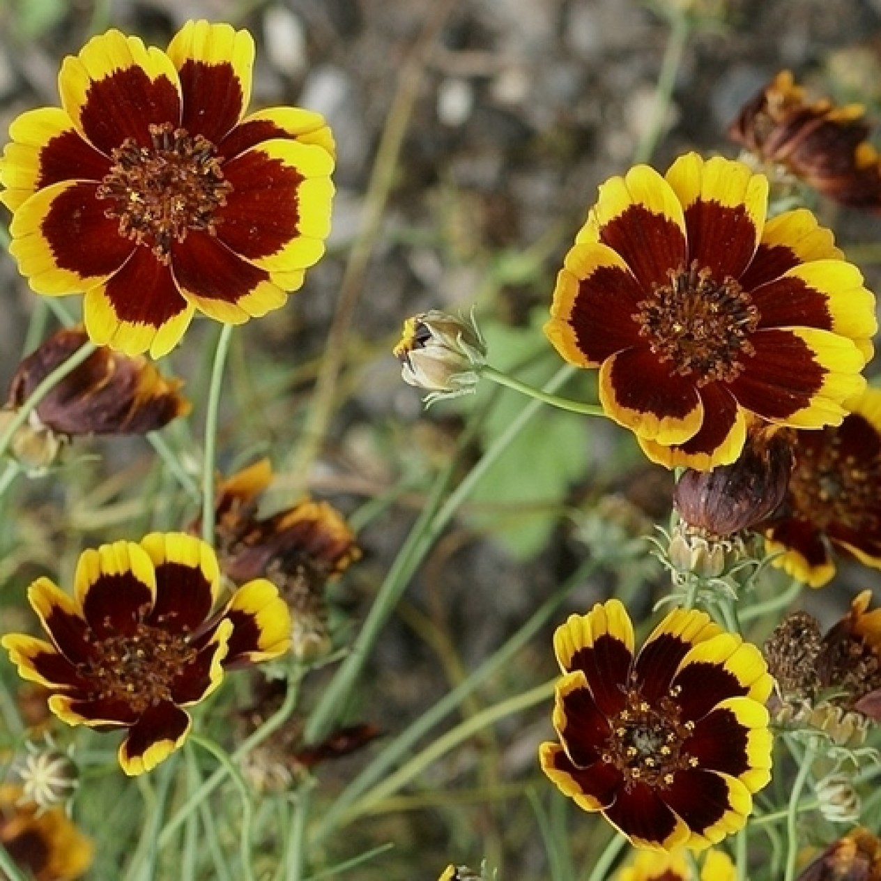 558210-thelesperma-burridgeanum