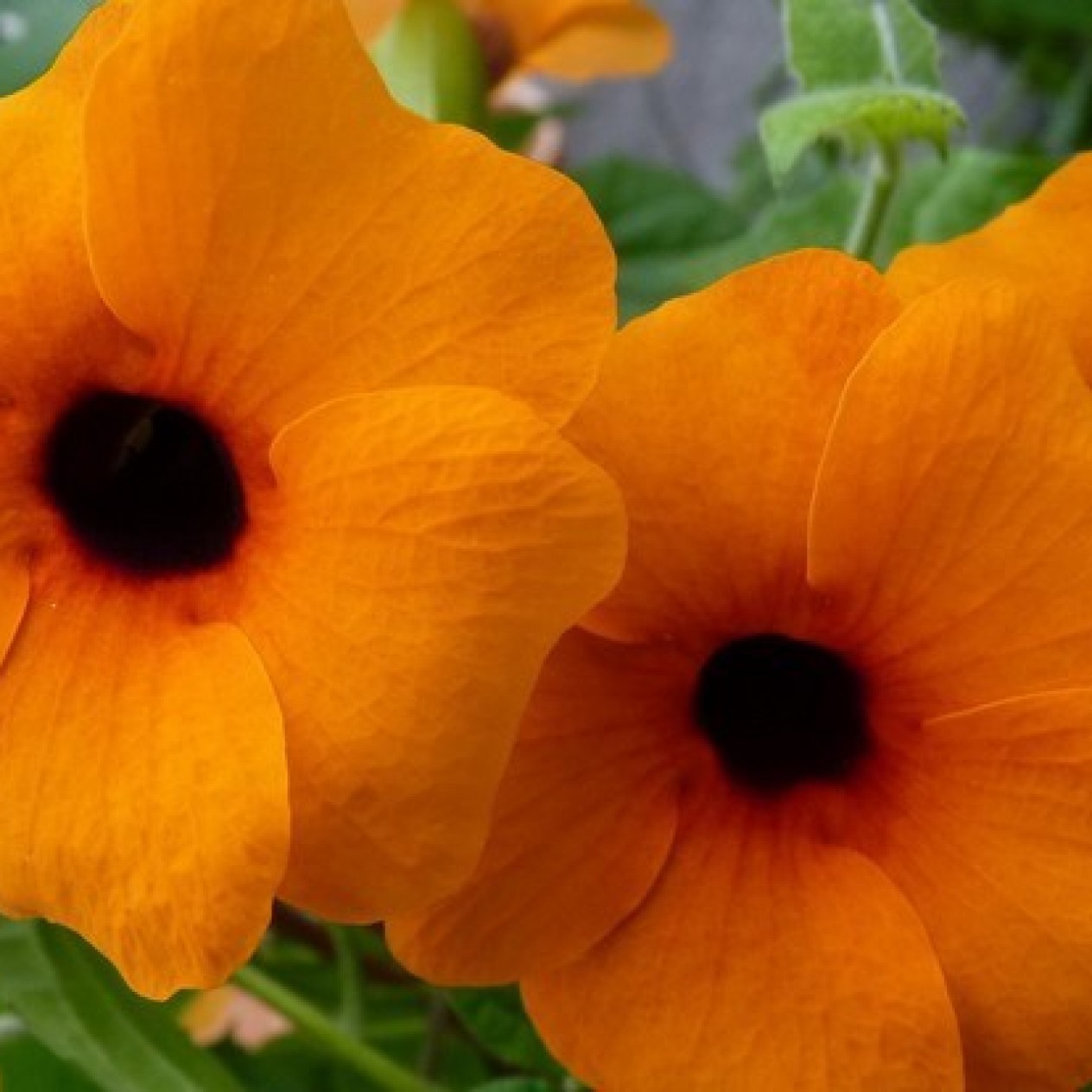 558260-thunbergia-alata-sunrise-orange-with-eye