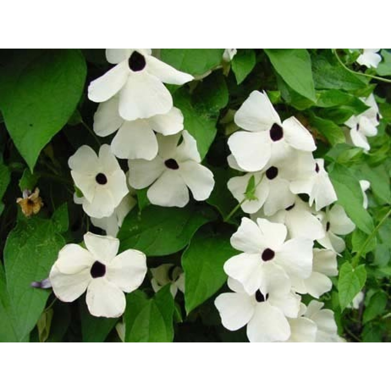 558270-thunbergia-alata-sunrise-white-with-eye