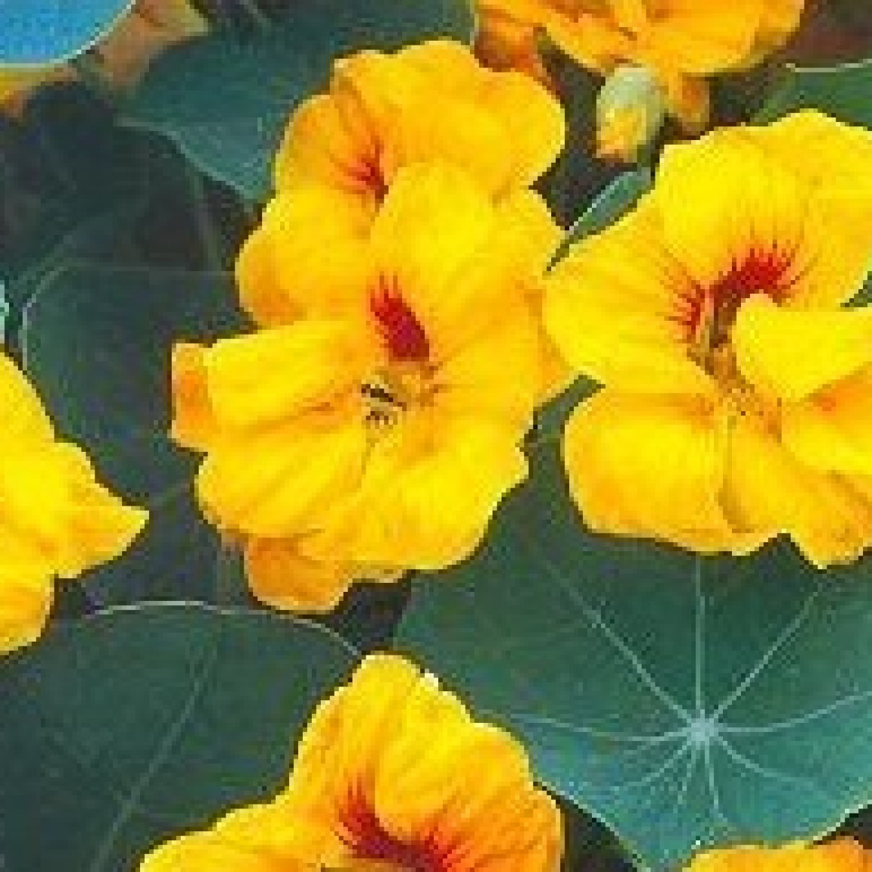 558550-tropaeolum-majus-double-golden-gleam