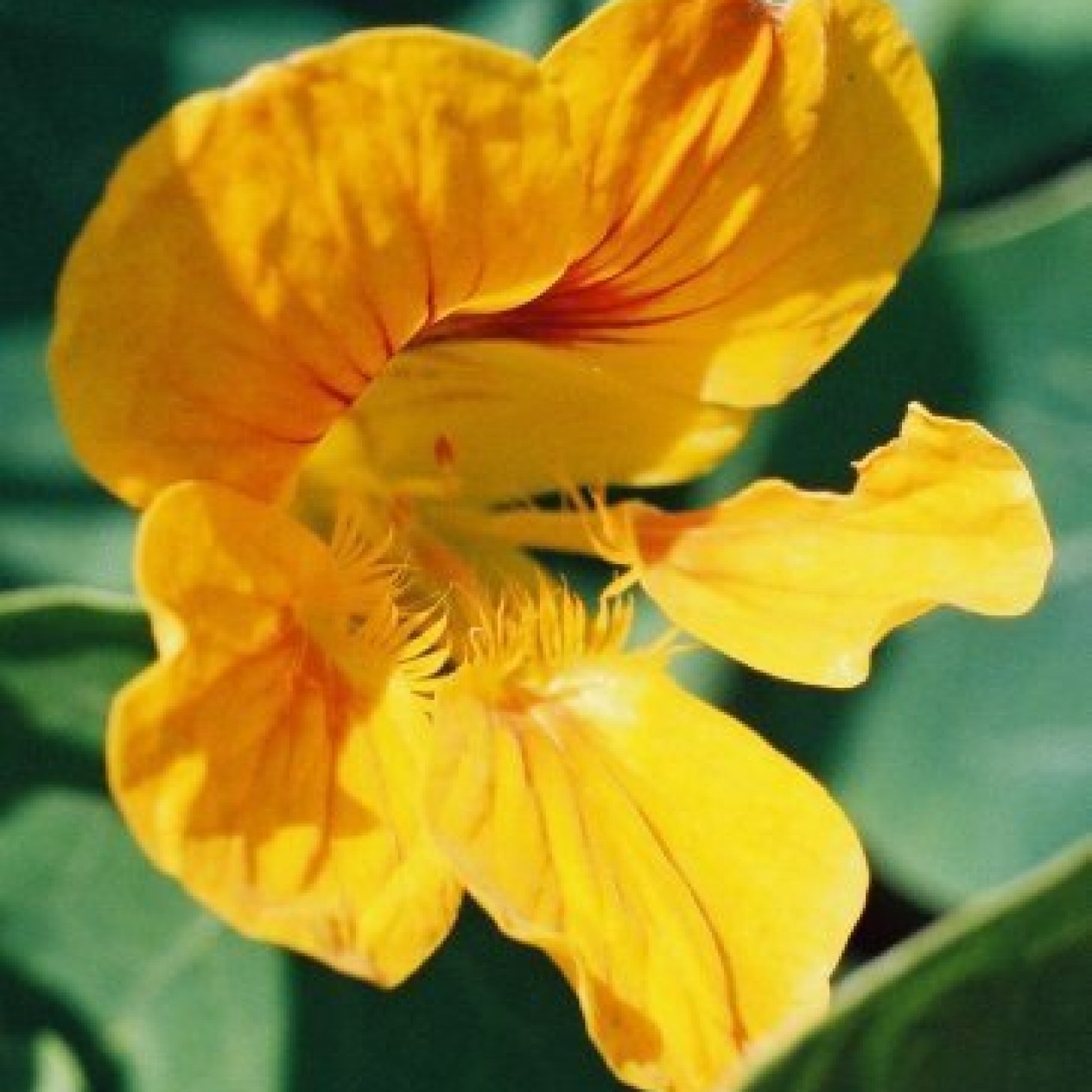 558720-tropaeolum-nanum-tom-thumb-type-golden-king