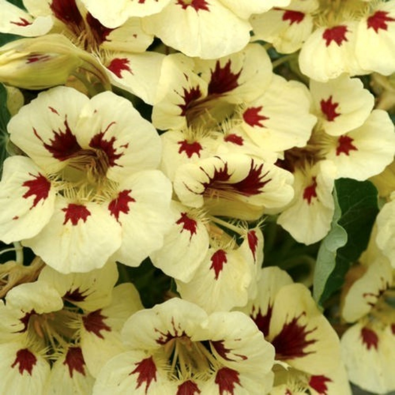 558760-tropaeolum-nanum-ladybird-cream