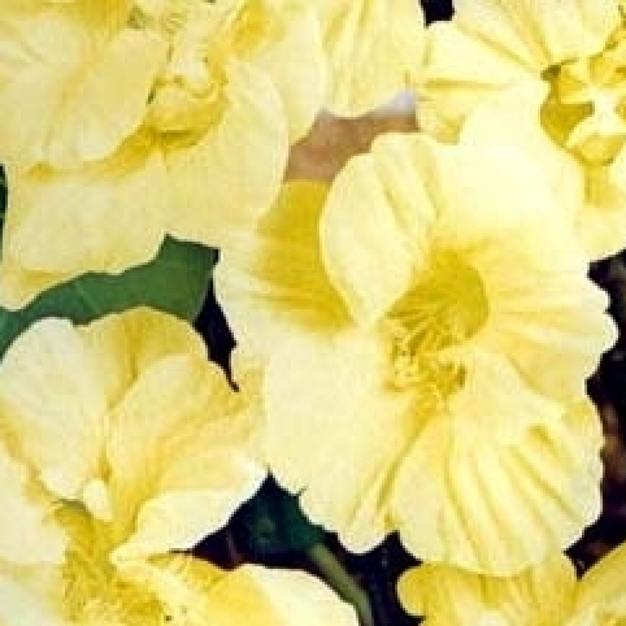 558788-tropaeolum-majus-double-gleam-hybrids-moon-gleam
