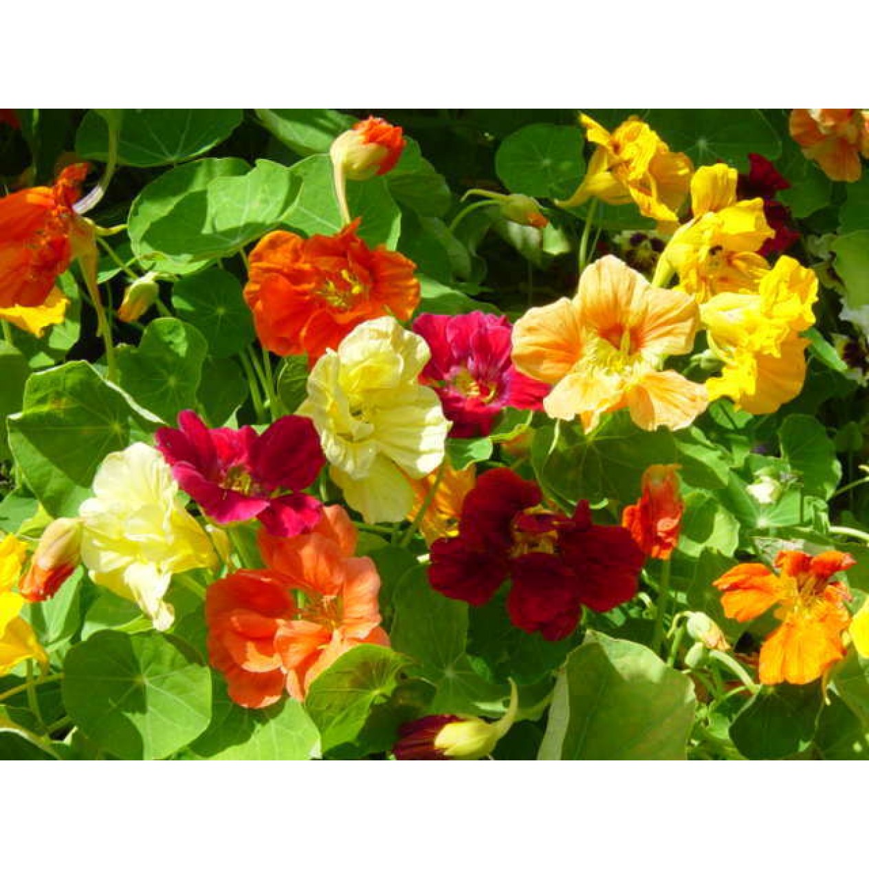 558800-tropaeolum-nanum-tom-thumb-single-mixed
