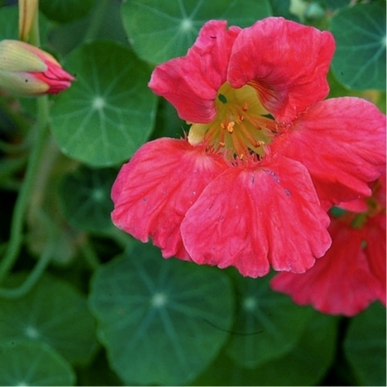 558940-tropaeolum-nanum-top-flowering-double-type-jewel-cherry-rose