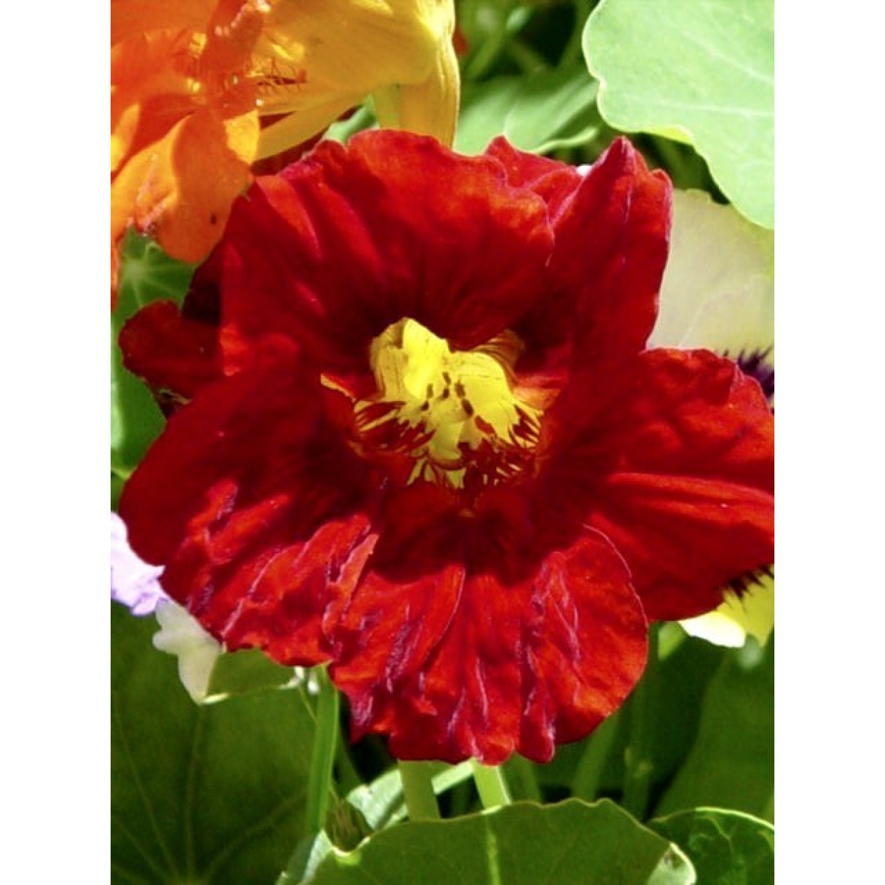 559050-tropaeolum-majus-scarlet-jewel-whirlybird-red