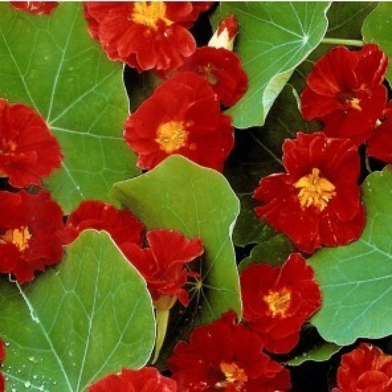 559070-tropaeolum-majus-lobbianum-spitfire-scharlachglanz