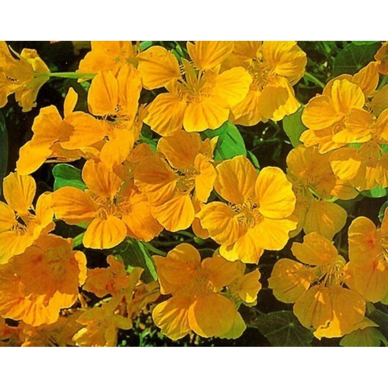 559081-tropaeolum-nanum-top-flowering-single-type-golden-yellow