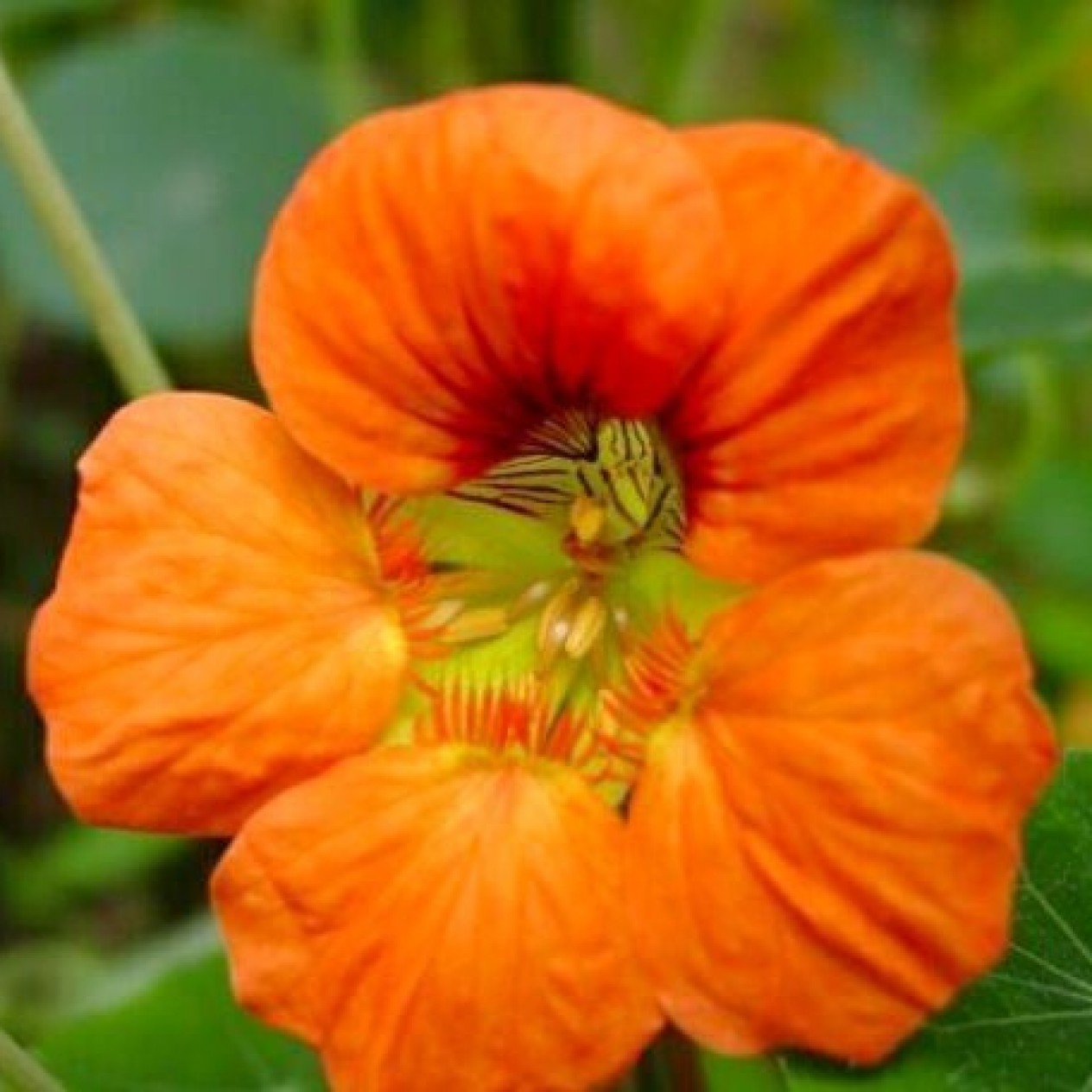 559084-tropaeolum-nanum-top-flowering-single-type-orange