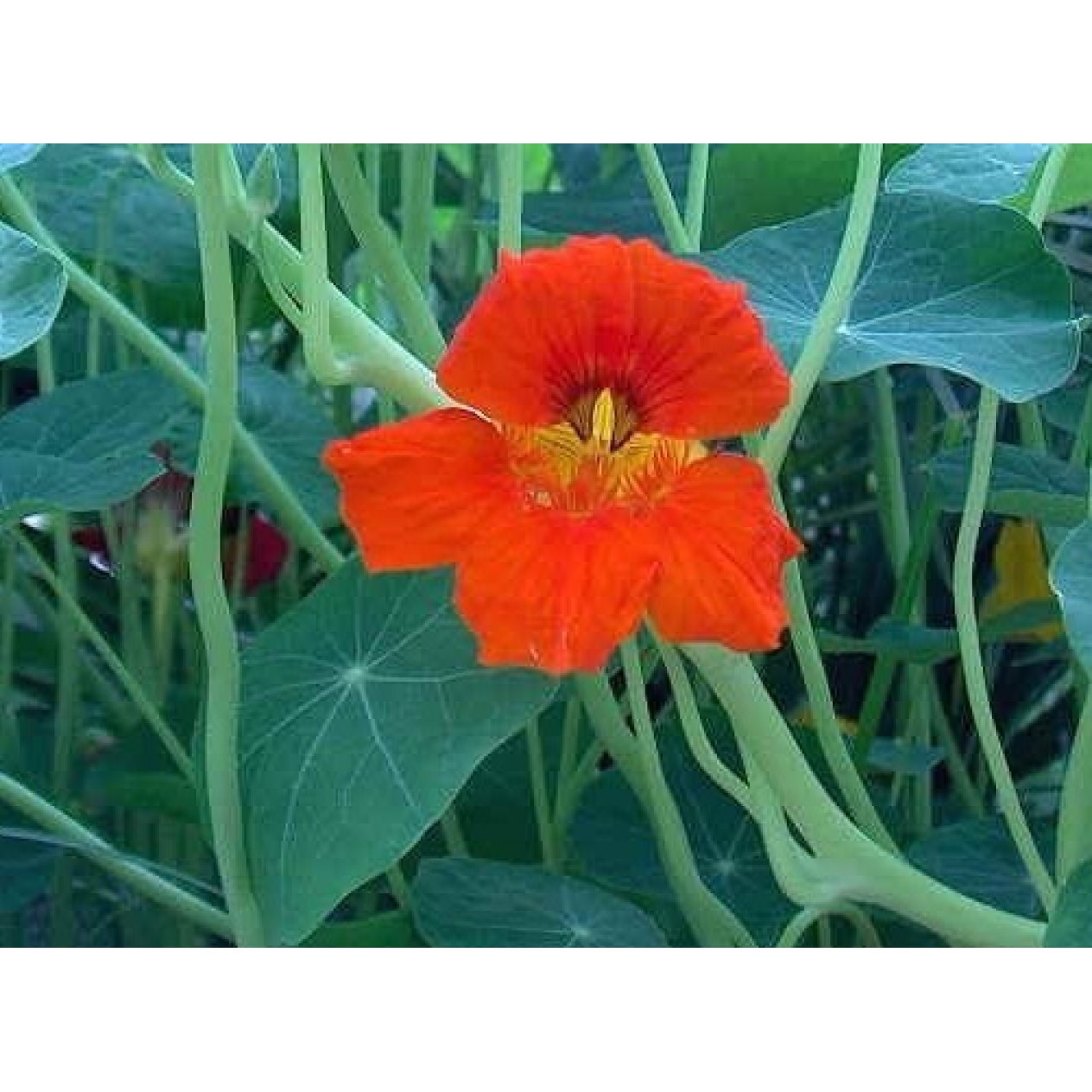 559092-tropaeolum-majus-lobbianum-vesuvius-trailing