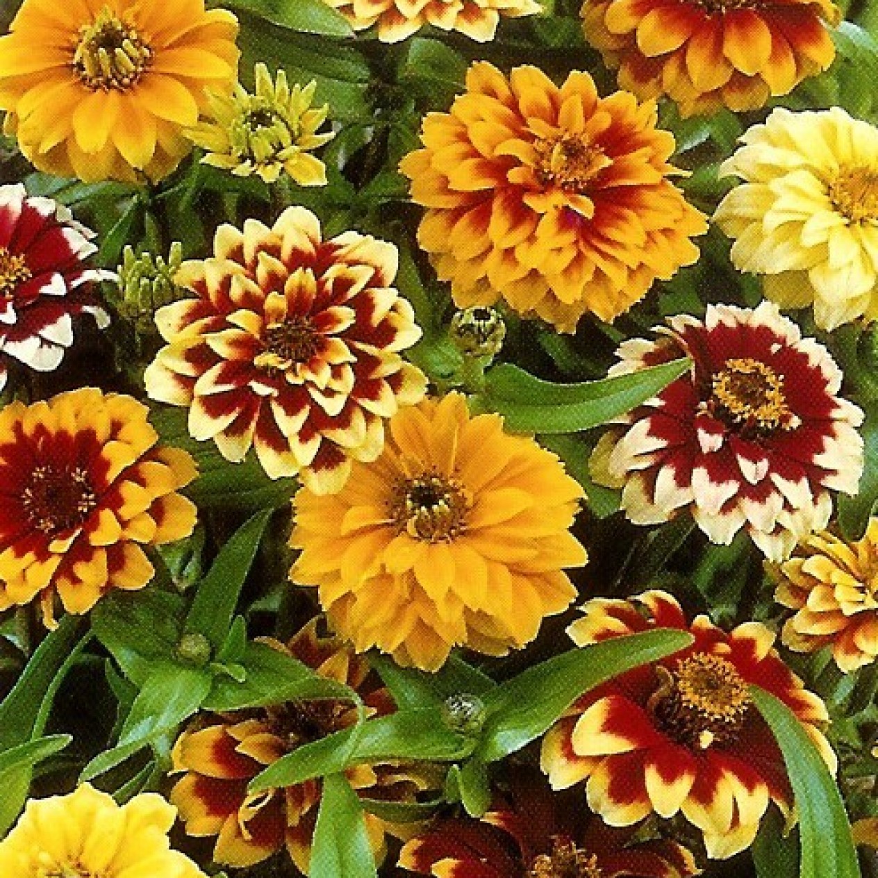 561500-zinnia-haageana-persian-carpet