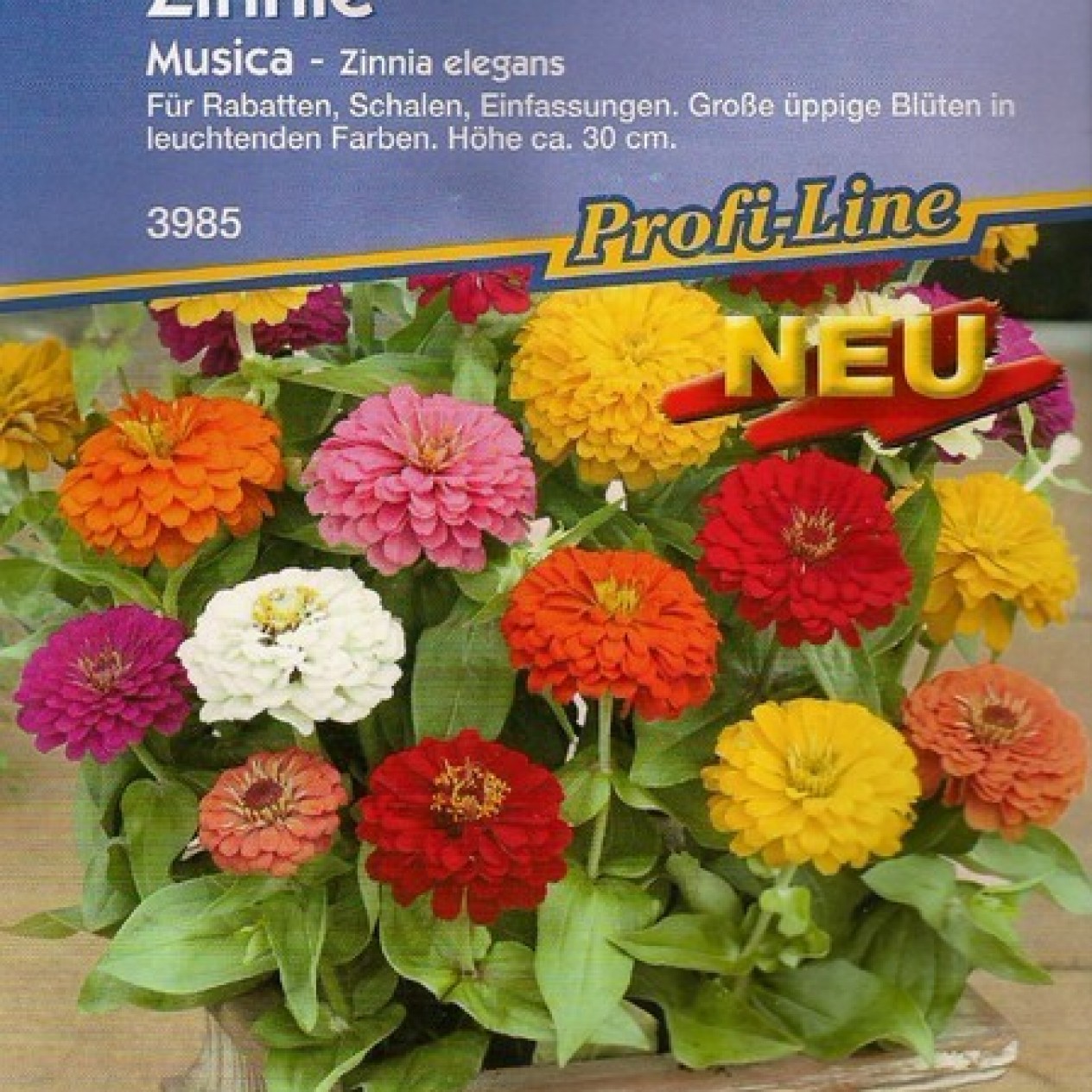 561580-zinnia-elegans-musica