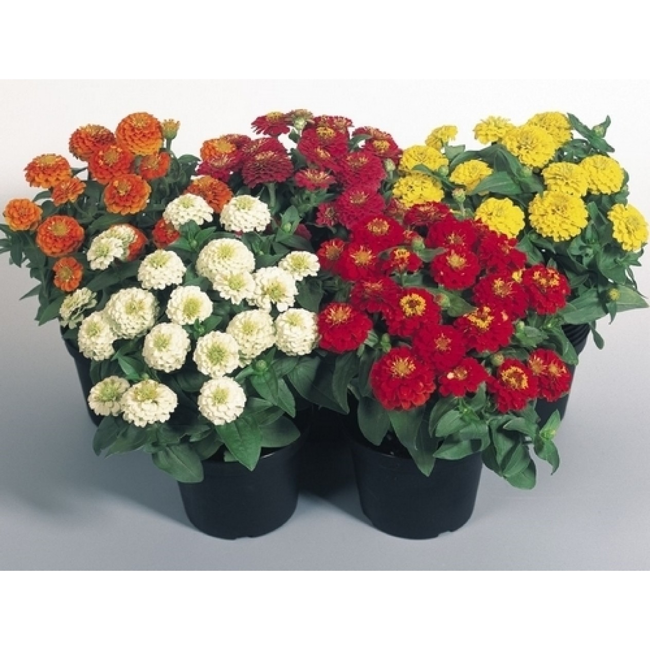562260-zinnia-elegans-zinnita-formula-mix