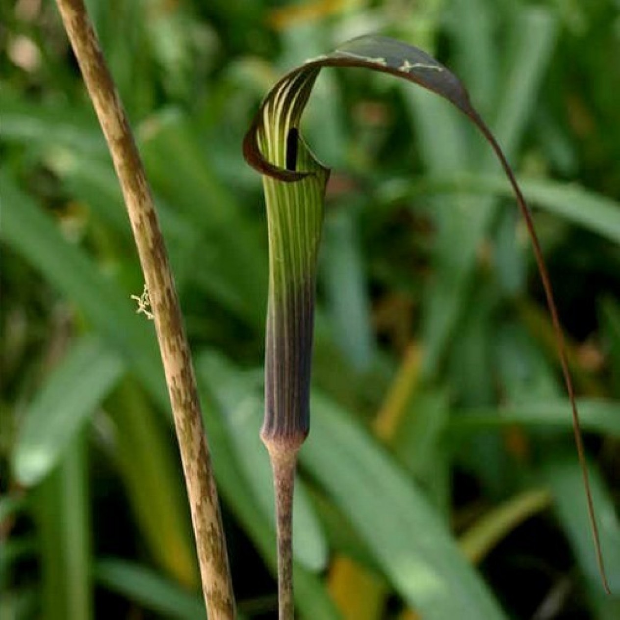 574701-arisaema-formosanum
