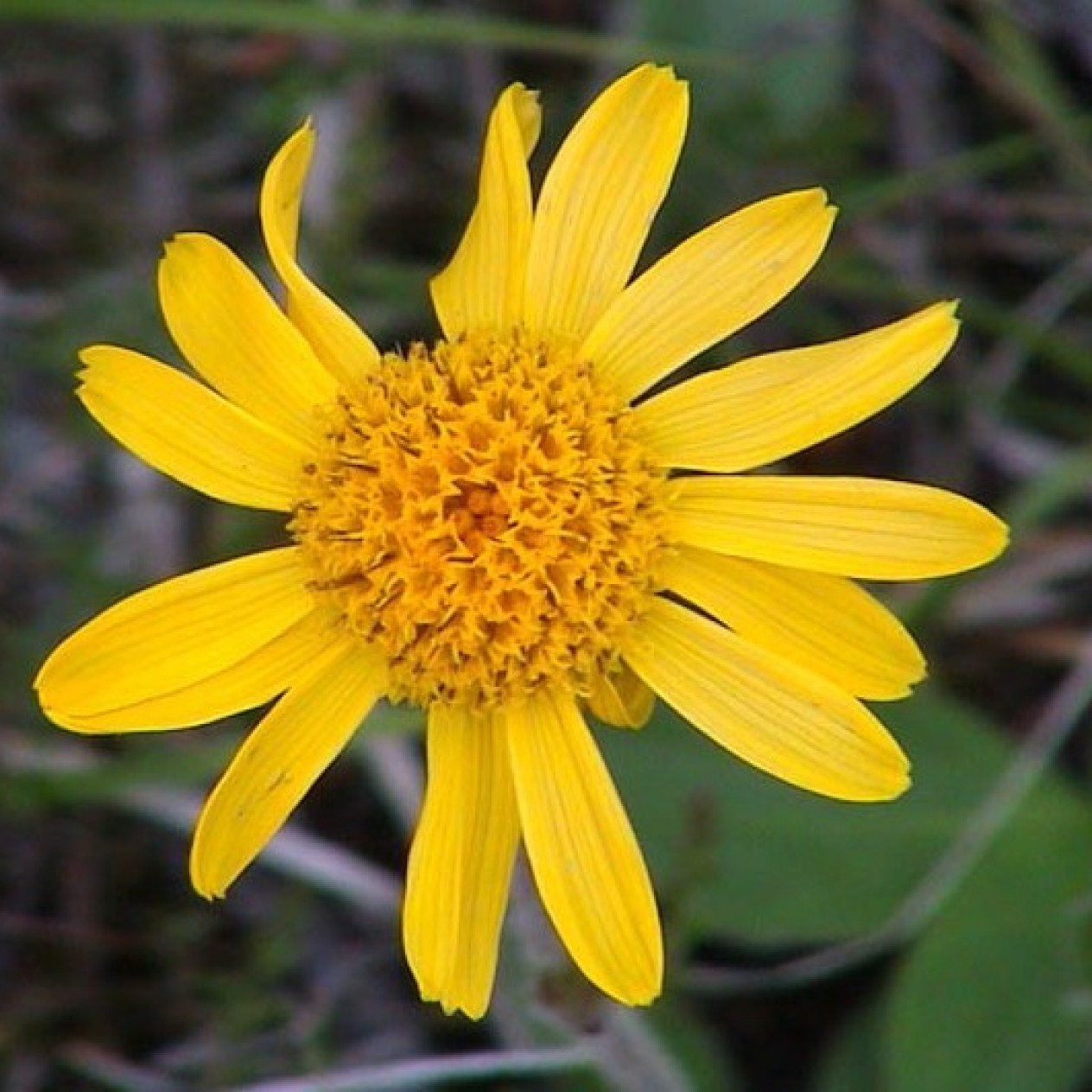 574800-arnica-montana