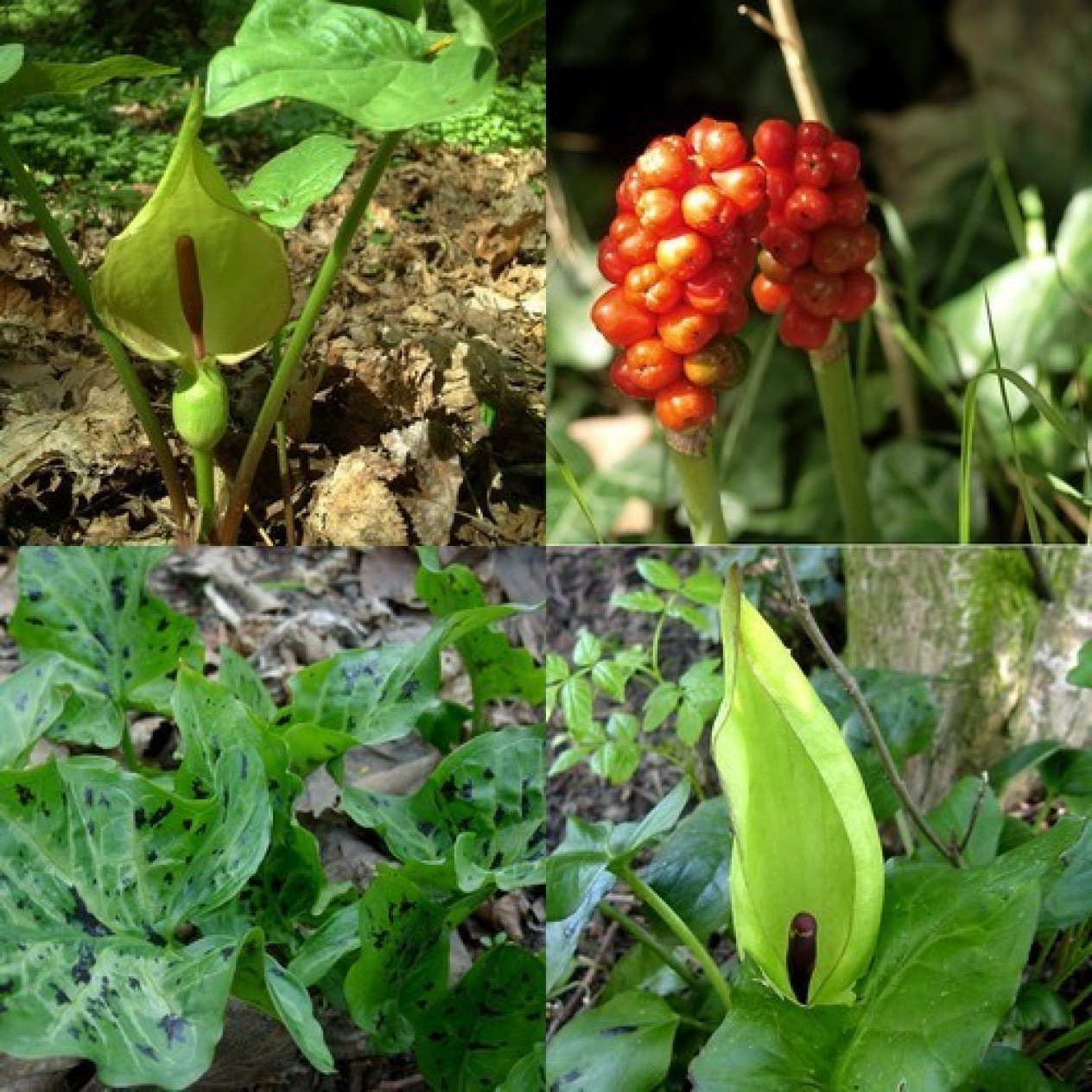 574905-arum-maculatum