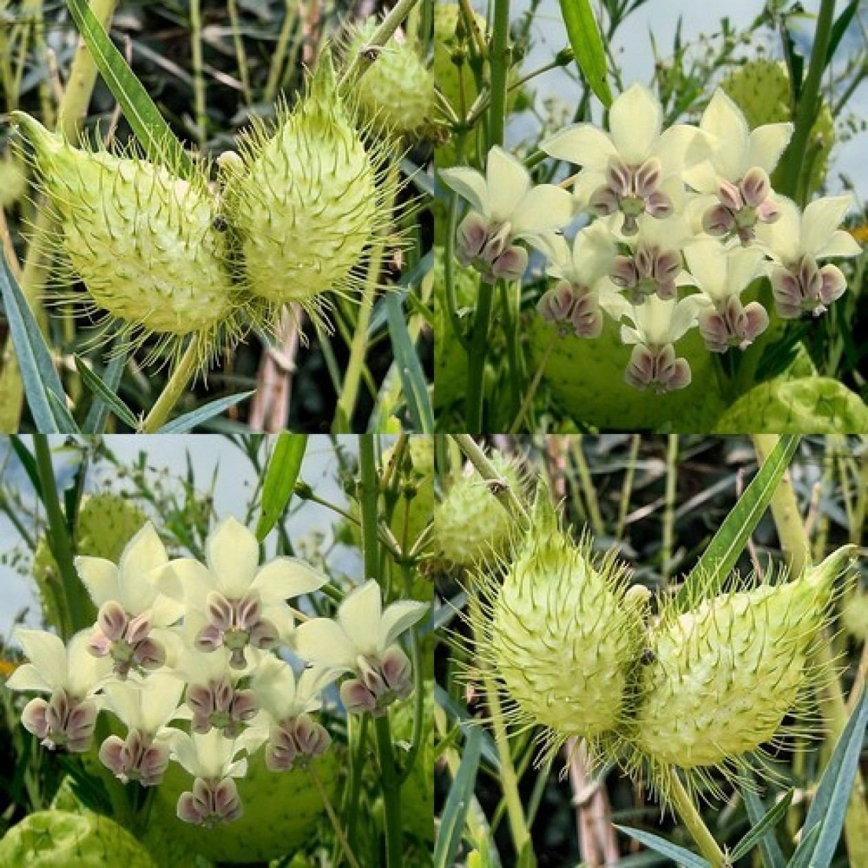 575130-asclepias-fruticosus