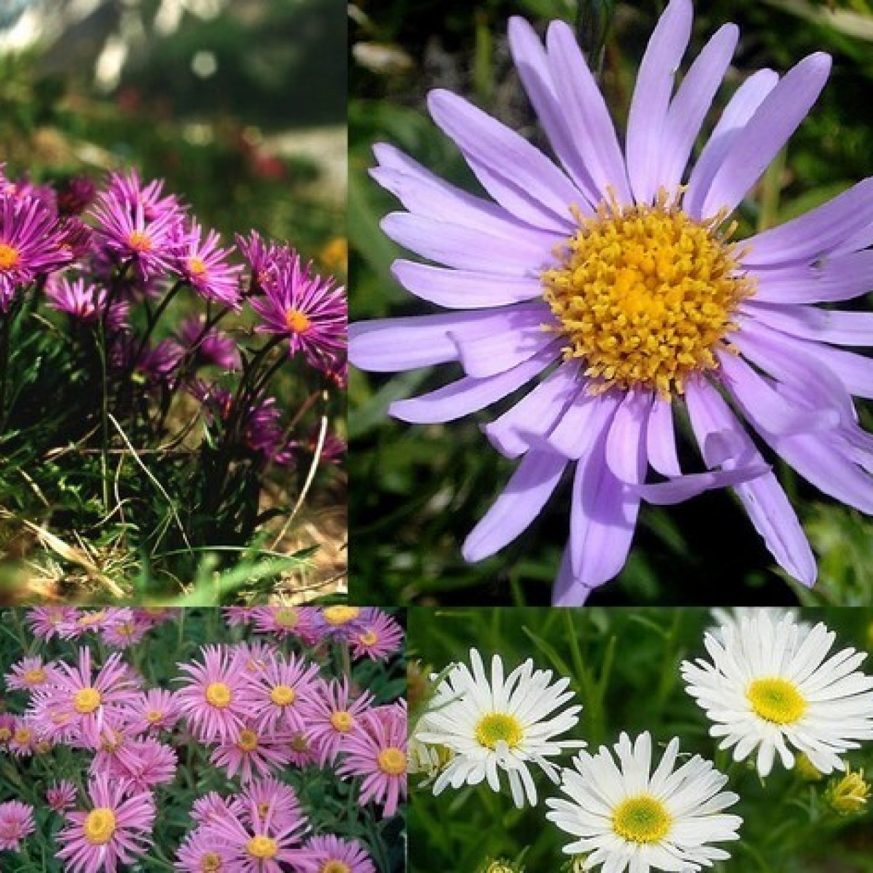 575600-aster-alpinus-trimix