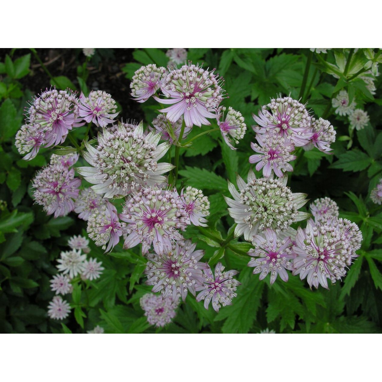 575950-astrantia-major