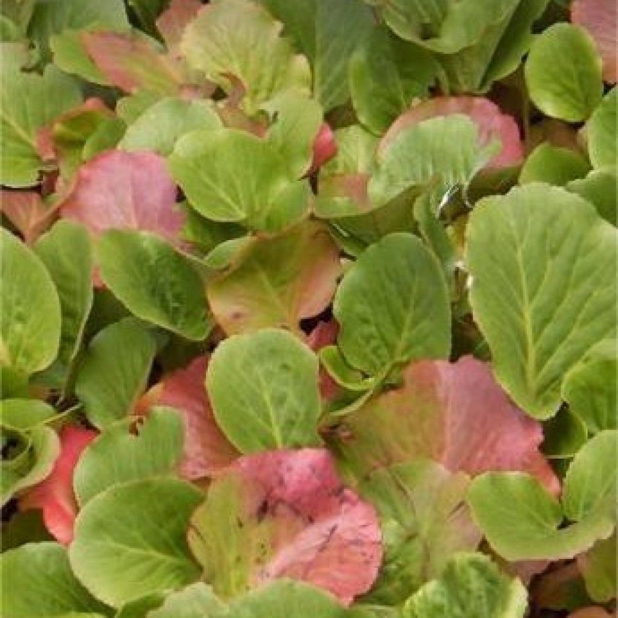 577070-bergenia-cordifolia