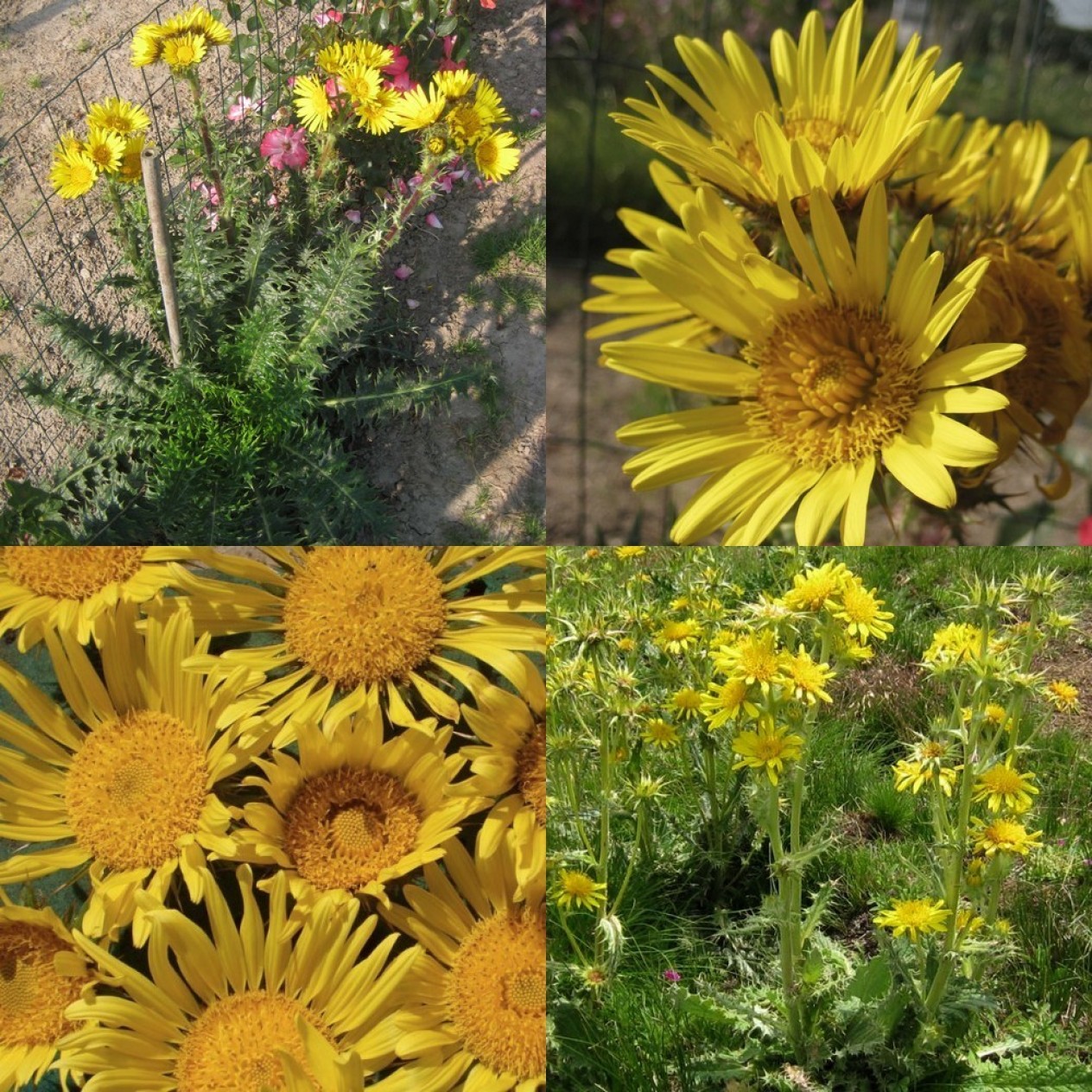 577075-berkheya-multijuga