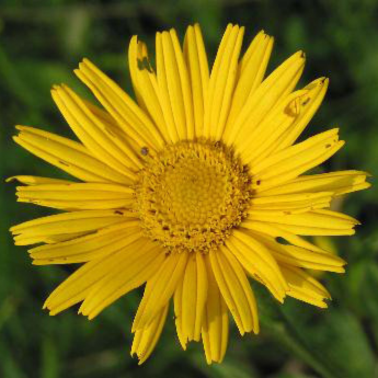 577200-buphthalmum-salicifolium