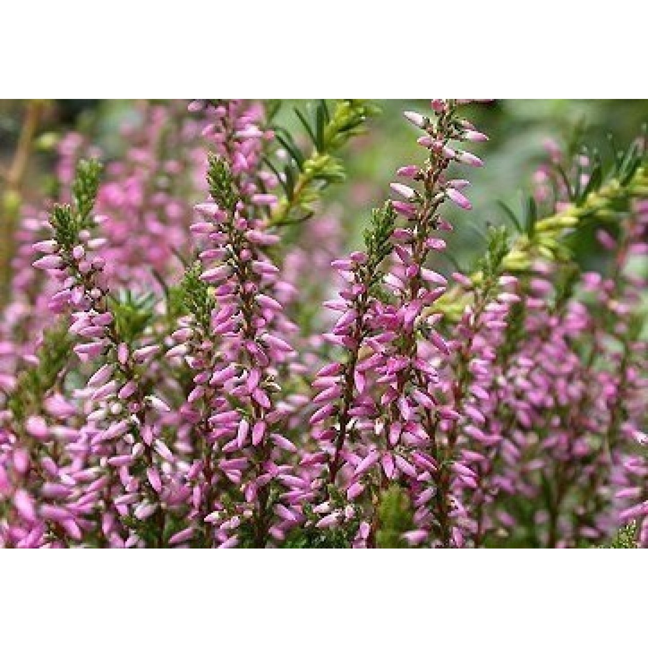 577500-calluna-vulgaris