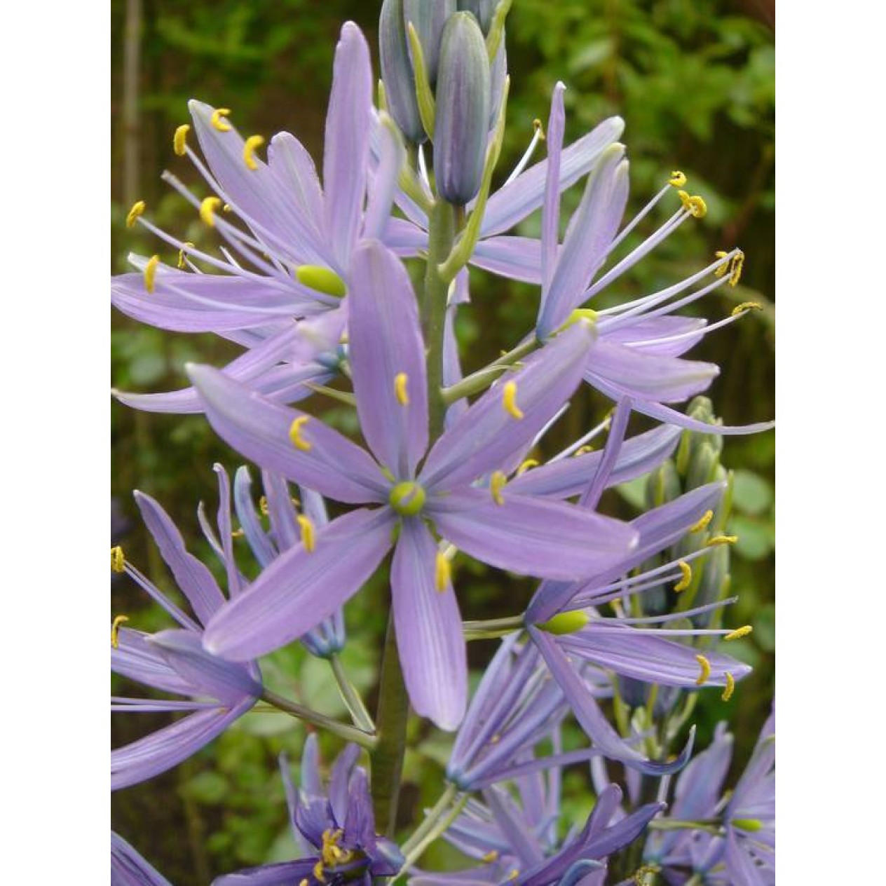 577550-camassia-leichtlinii-ssp-suksdorfii