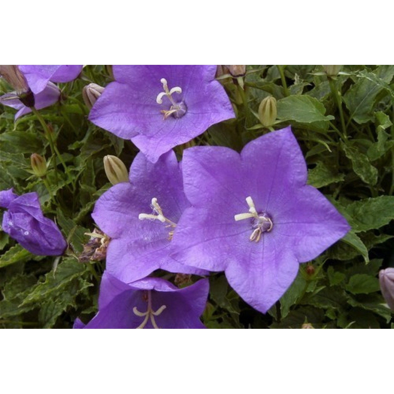 577800-campanula-carpatica-blauw