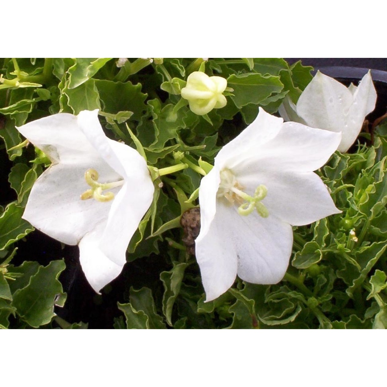 578000-campanula-carpatica-wit
