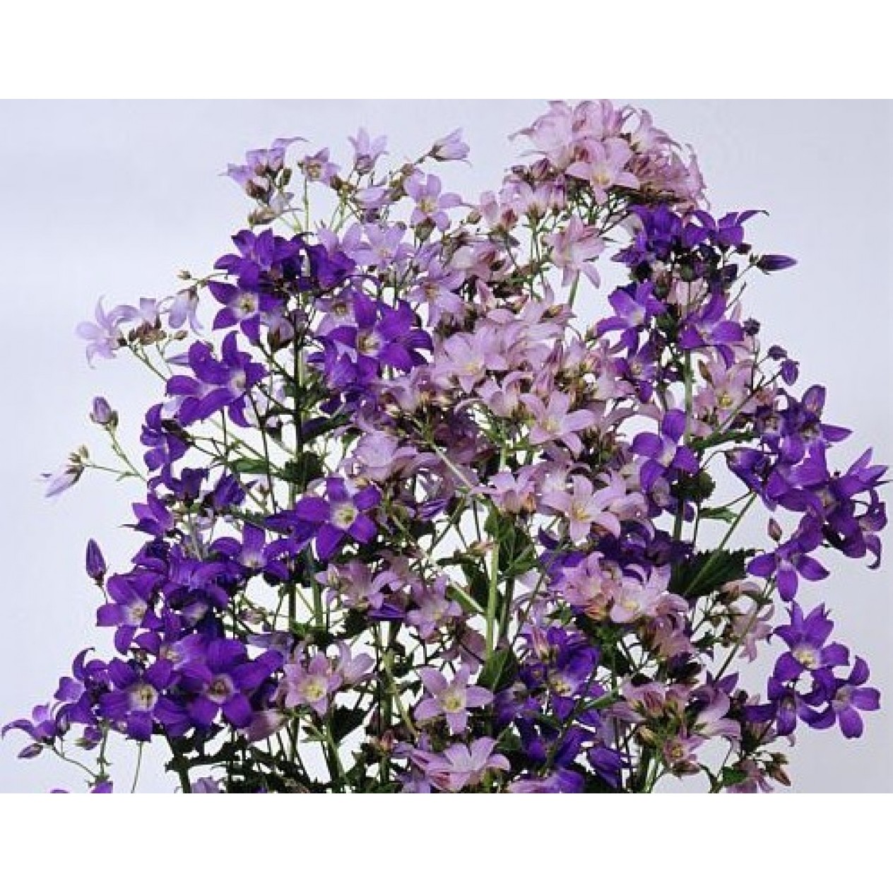 578150-campanula-lactiflora-new-hybrids-mixed