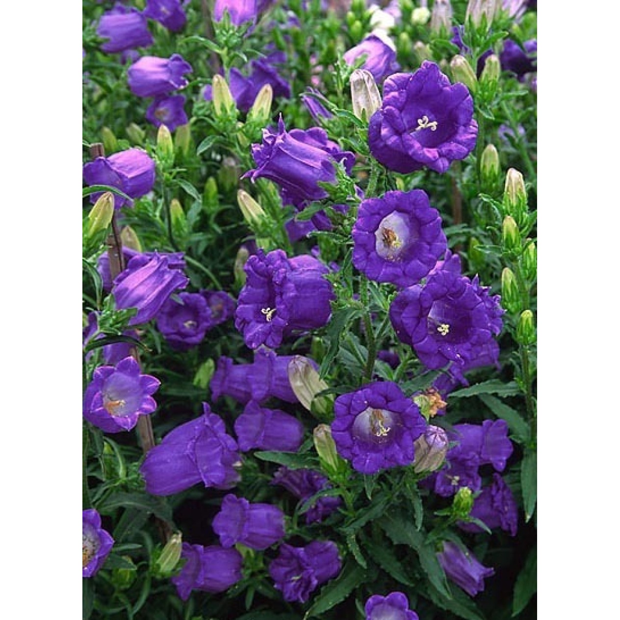 578320-campanula-medium-enkelbloemig-dark-blue