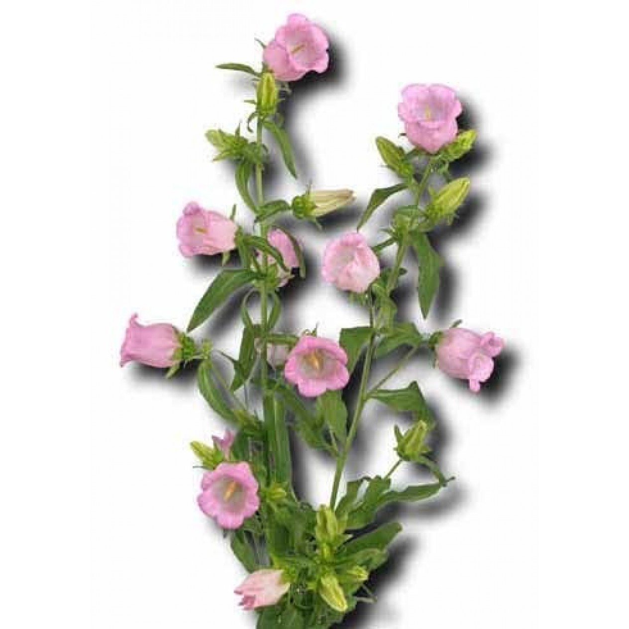 578340-campanula-medium-enkelbloemig-rosa