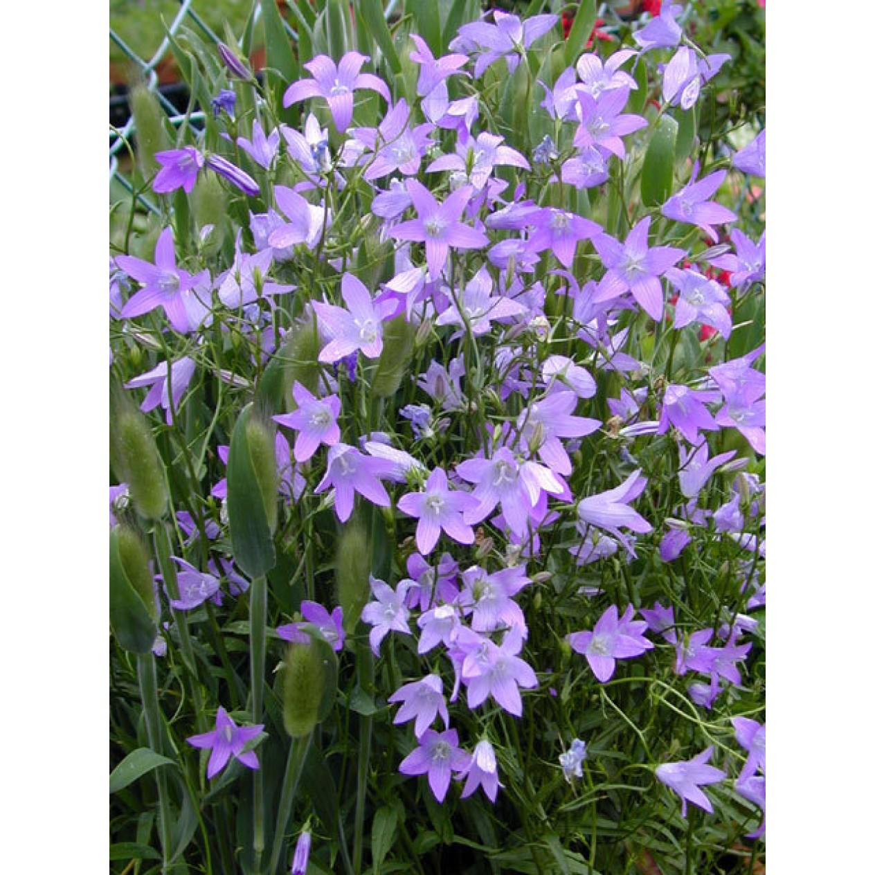 578500-campanula-patula
