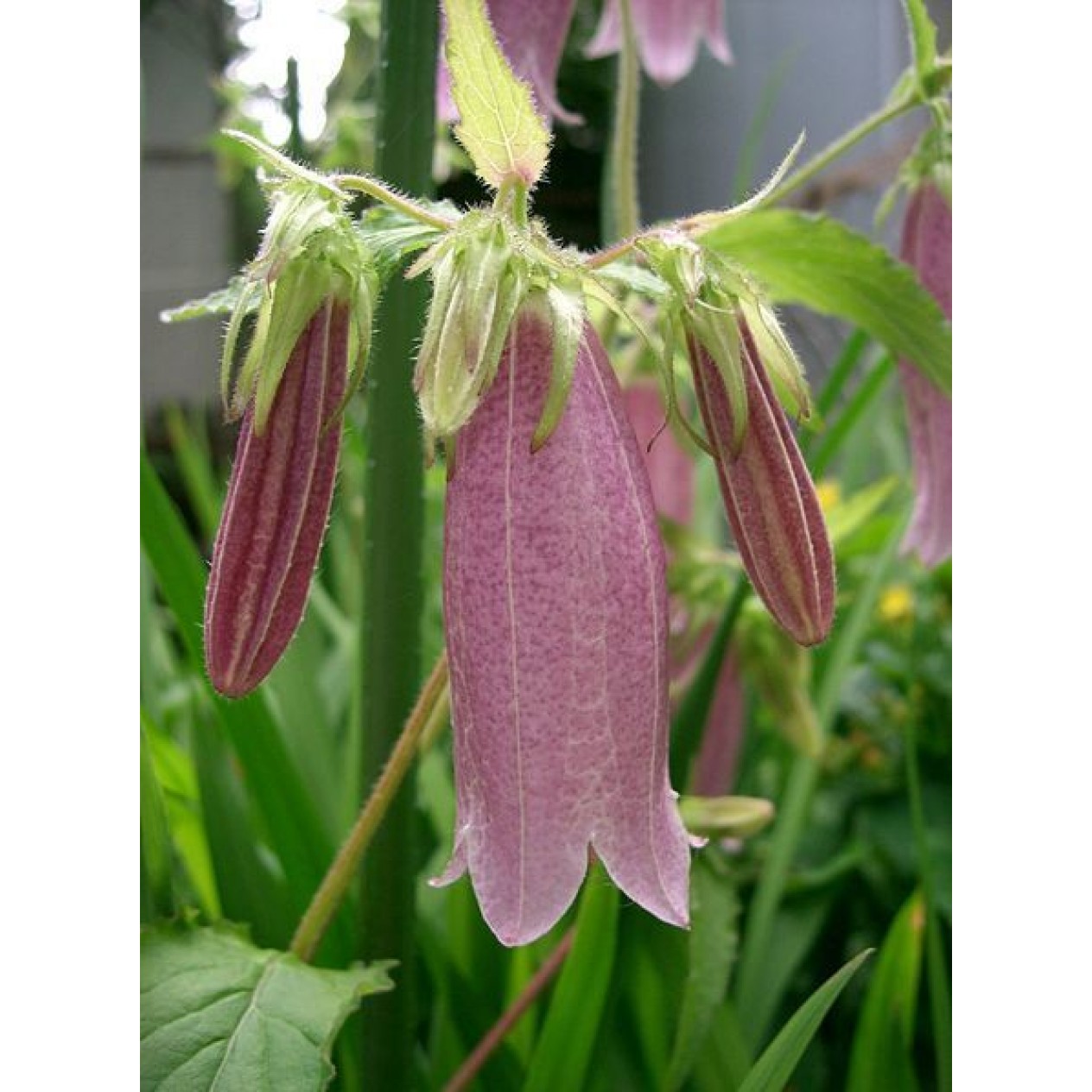 578840-campanula-punctata-beetroot