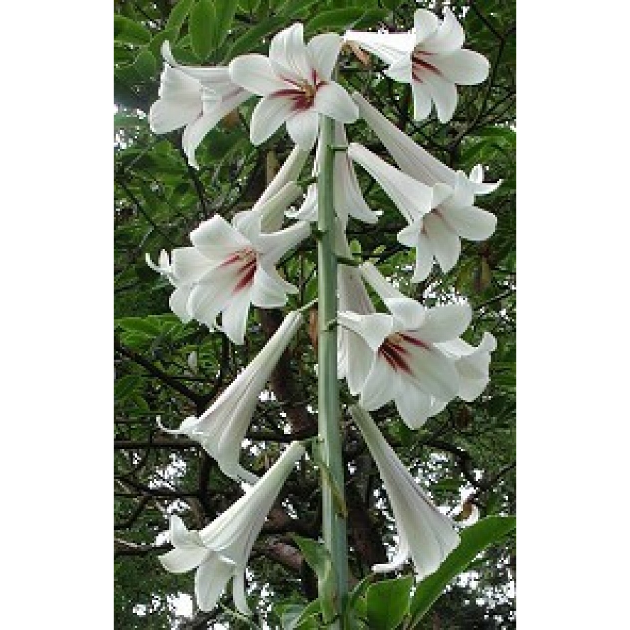 579700-cardiocrinum-giganteum