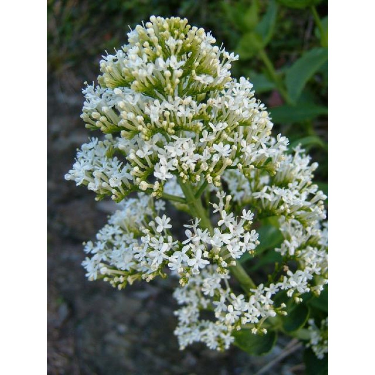 580440-centranthus-ruber-snowcloud