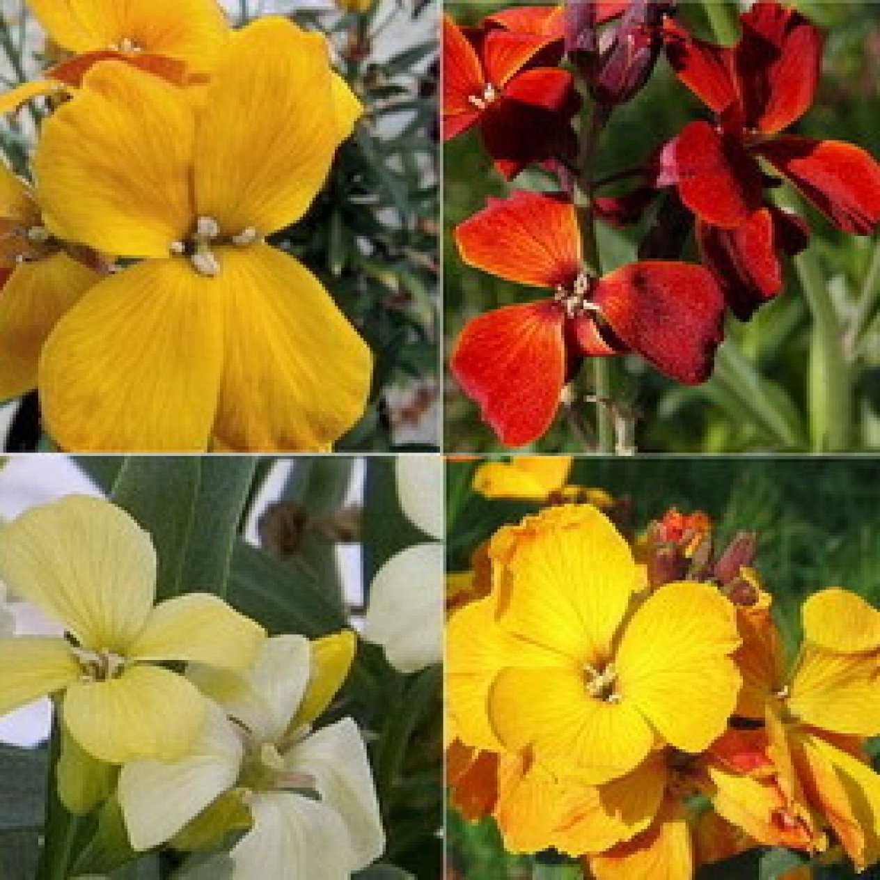 581190-cheiranthus-cheiri-bedder-mix