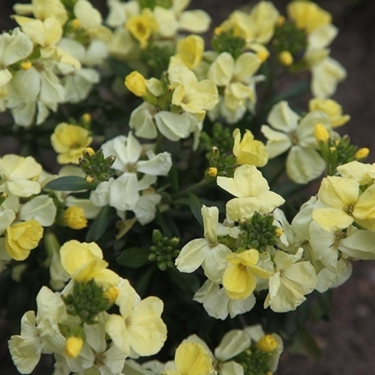 581420-cheiranthus-cheiri-sugar-rush-serie-primrose-f1