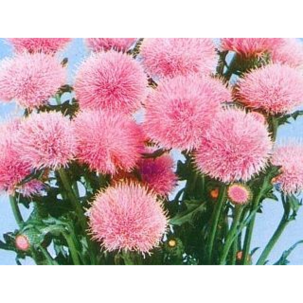 581700-cirsium-japonicum-pink-beauty