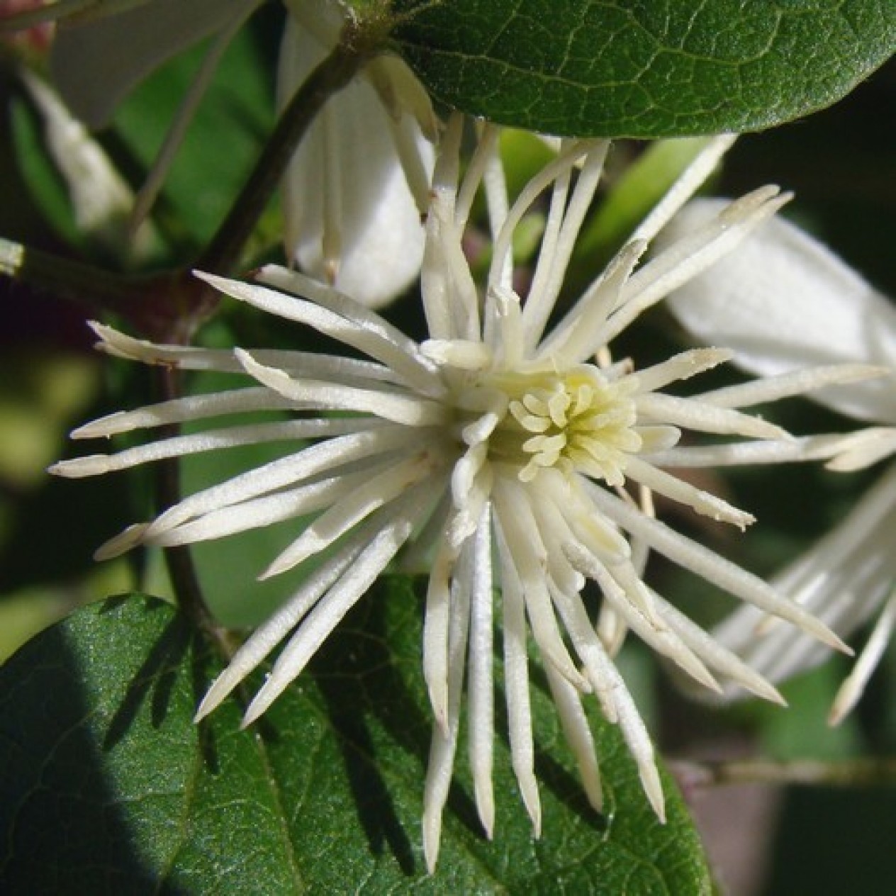 582070-clematis-vitalba