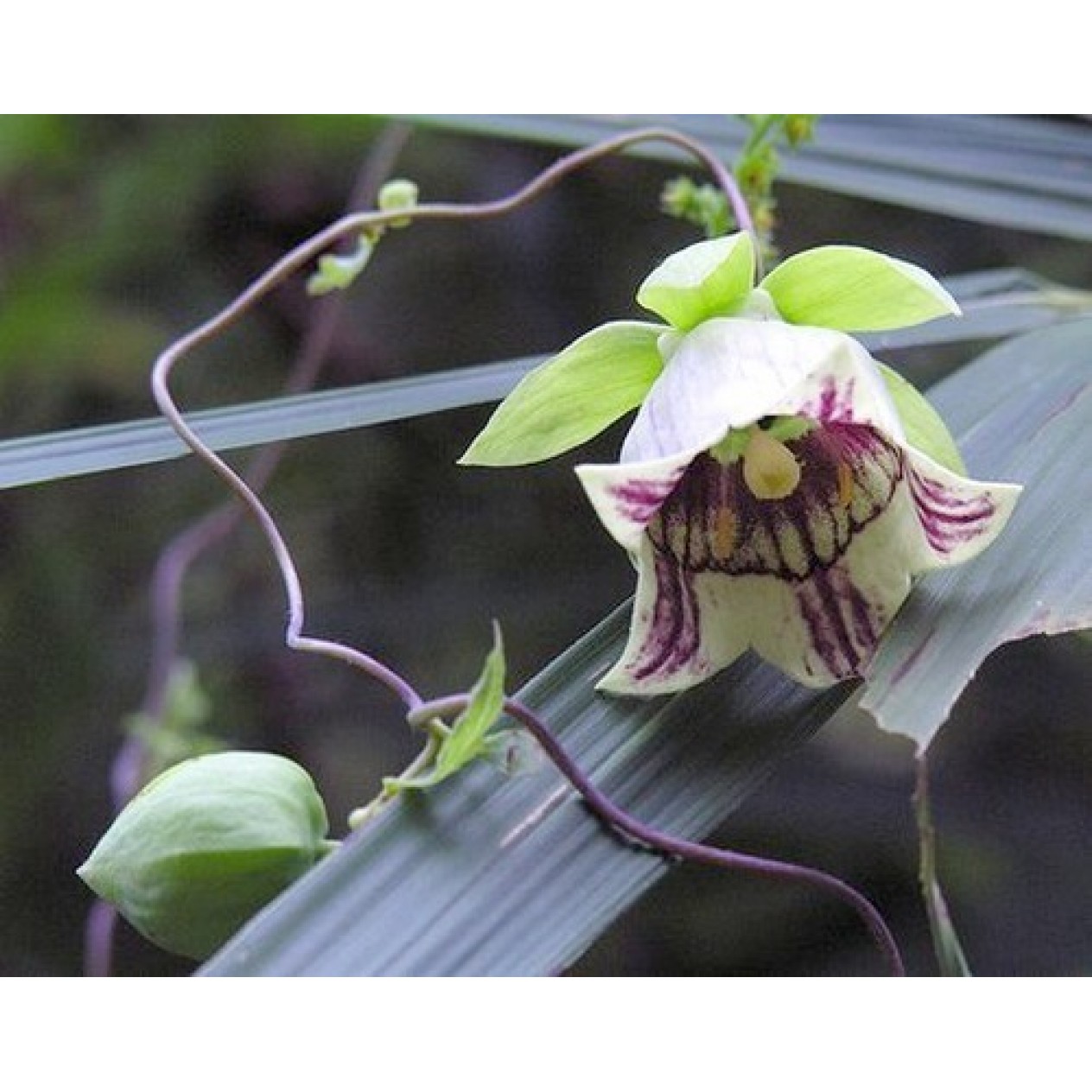 582300-codonopsis-pilosula