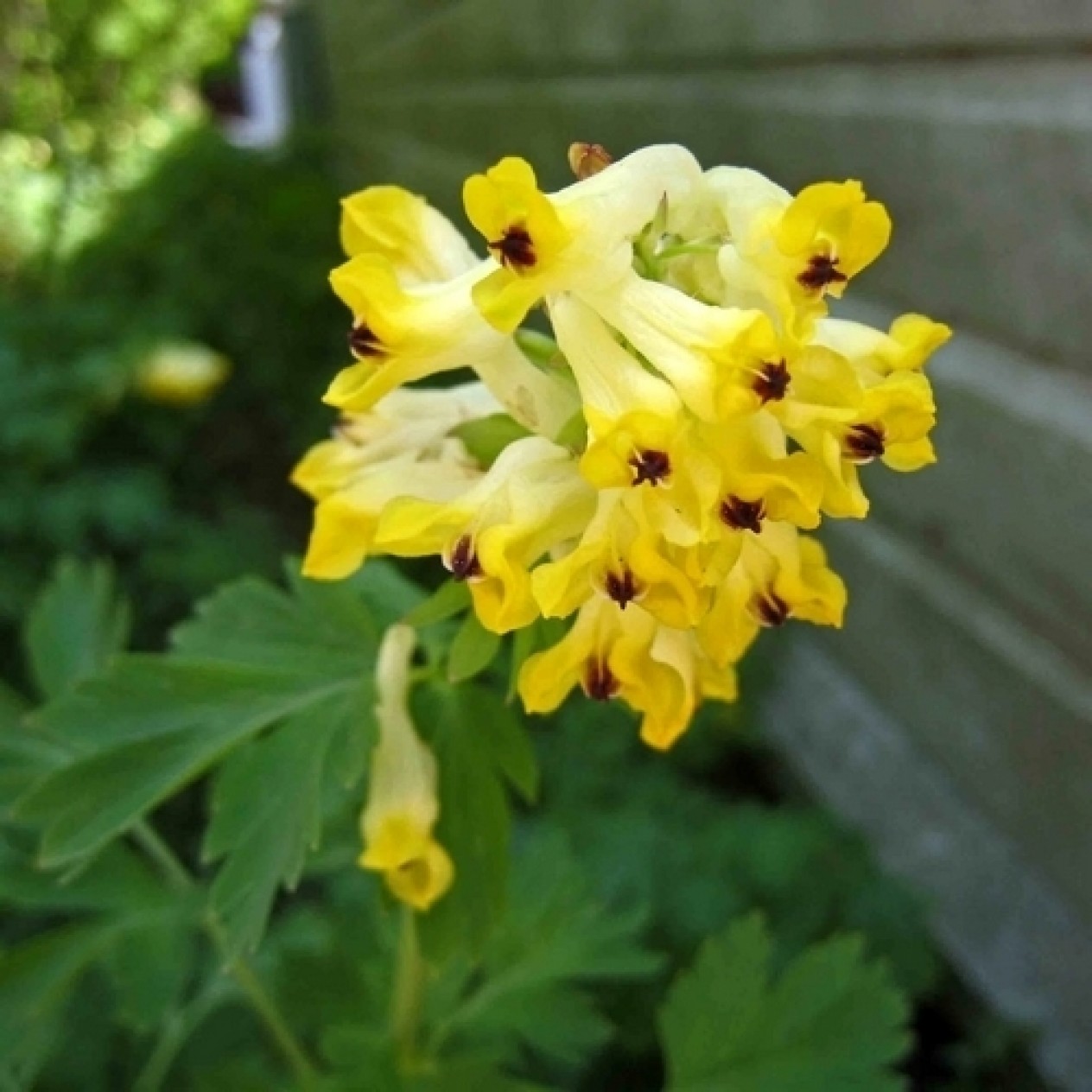 582910-corydalis-nobilis