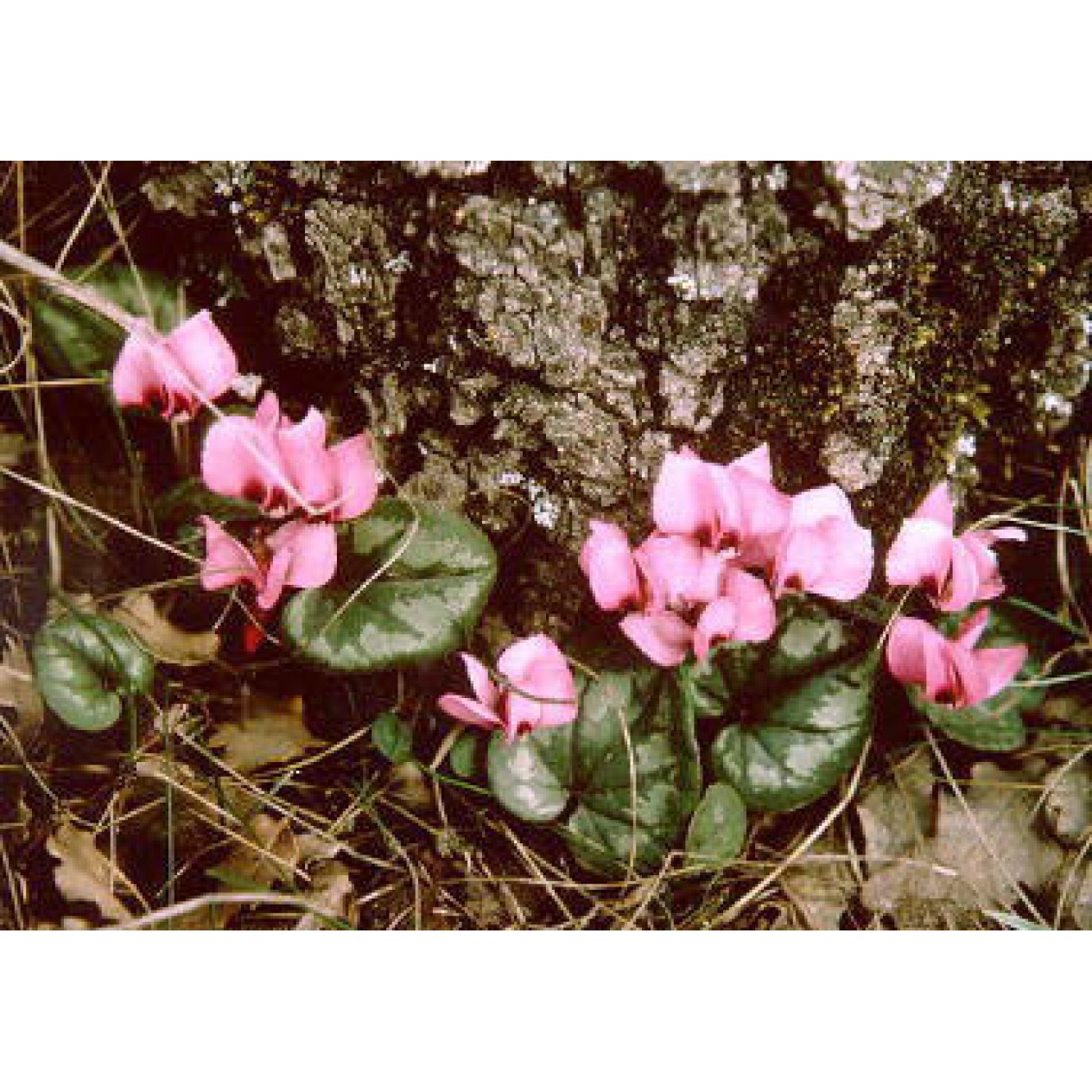 583150-cyclamen-coum