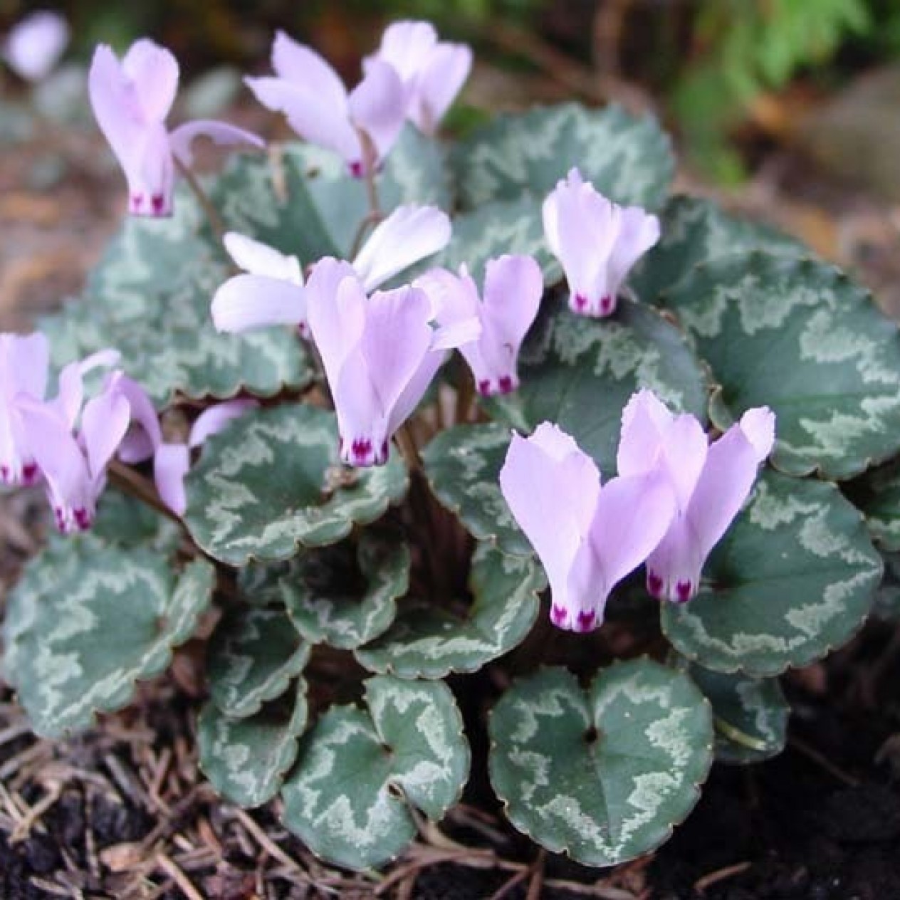 583200-cyclamen-mirabile