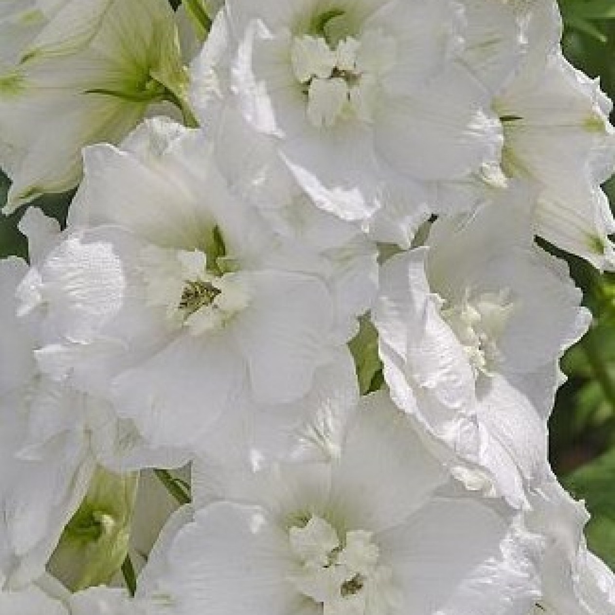 583500-delphinium-hybride-dwarf-snow-white-casablanca