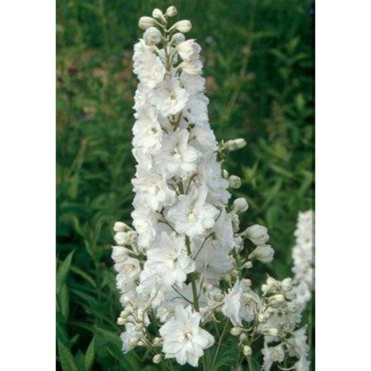 583510-delphinium-hybride-galahad-white-fountain