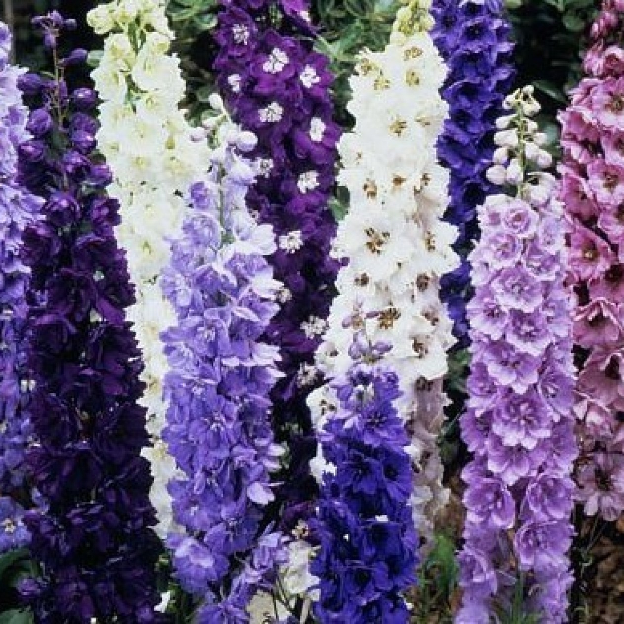 583750-delphinium-hybride-standard-mixed-avalon