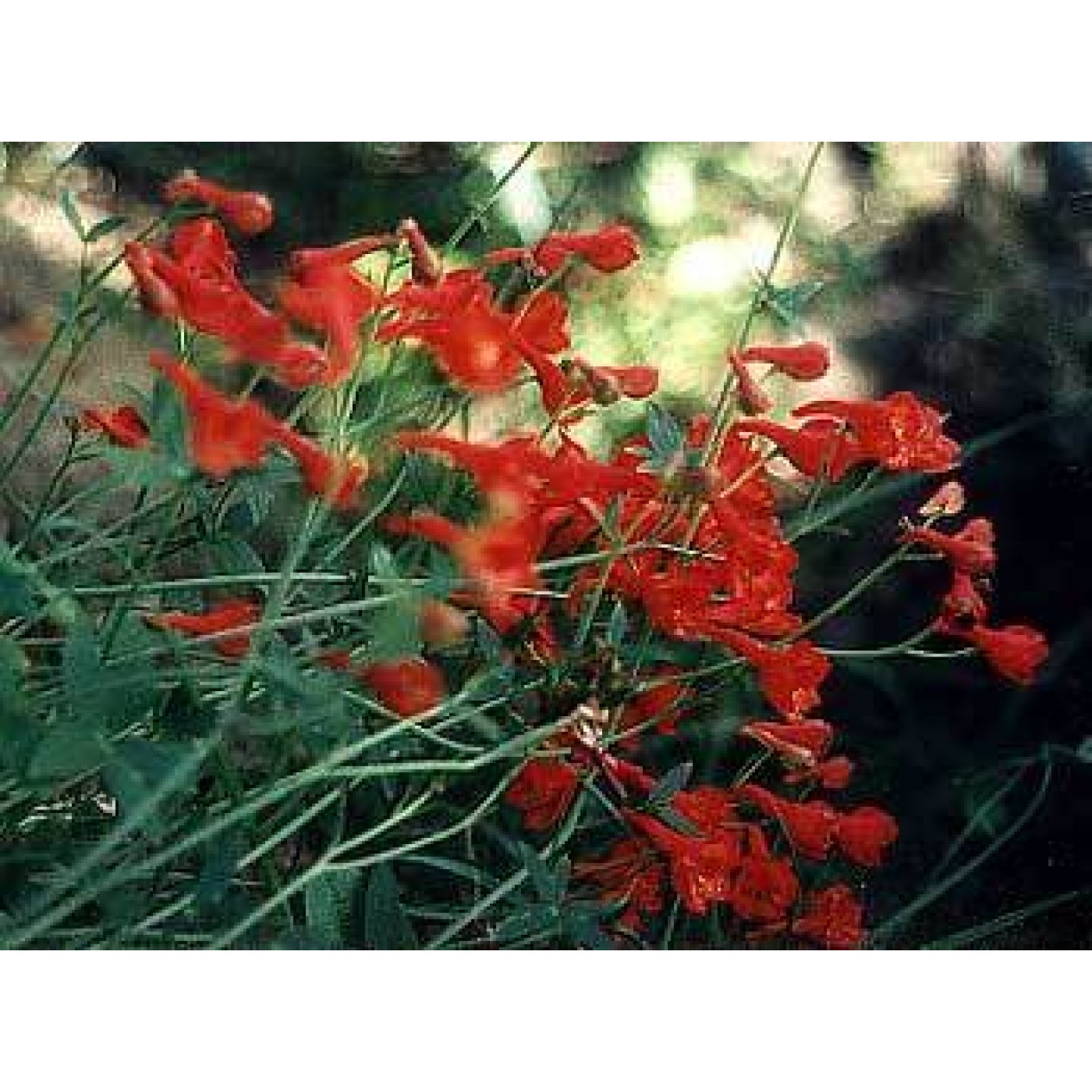 583850-delphinium-nudicaule-laurin