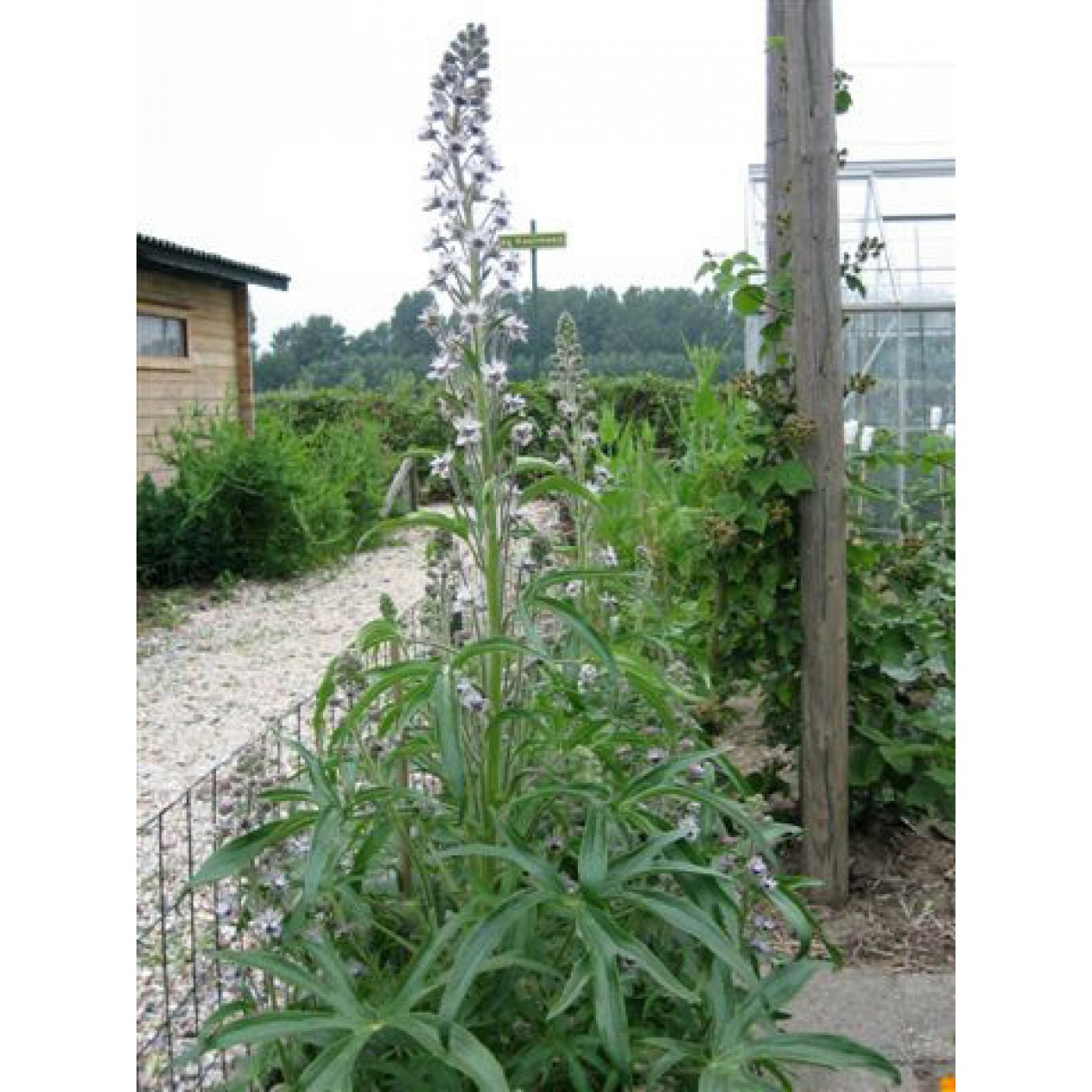 583920-delphinium-staphisagria